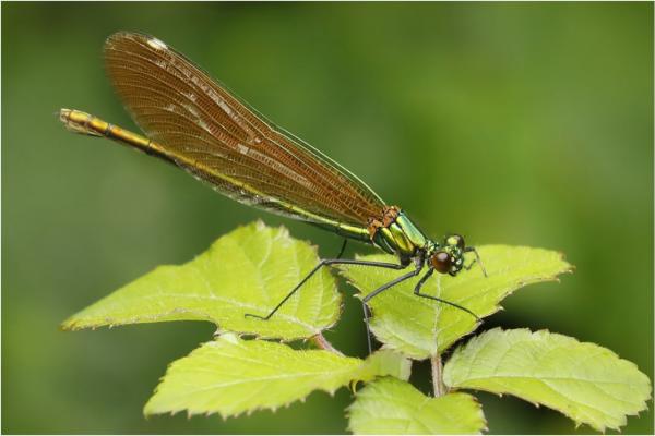 106-female-banded-demoiselle